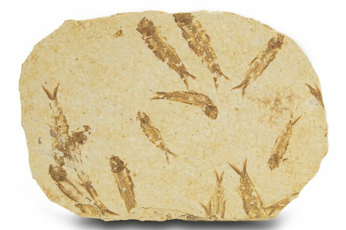 Fossil Fish (Knightia) Mortality Plate - Wyoming #327760